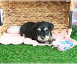 Small Schnauzer (Miniature)