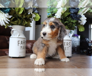 Bernedoodle Puppy for sale in EASTON, MO, USA