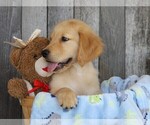 Small Photo #3 Golden Retriever Puppy For Sale in FREDERICKSBG, OH, USA