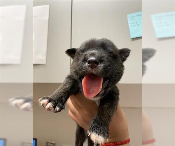 Medium Photo #1 Huskies -Unknown Mix Puppy For Sale in Houston, TX, USA