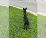 Small #2 Mutt