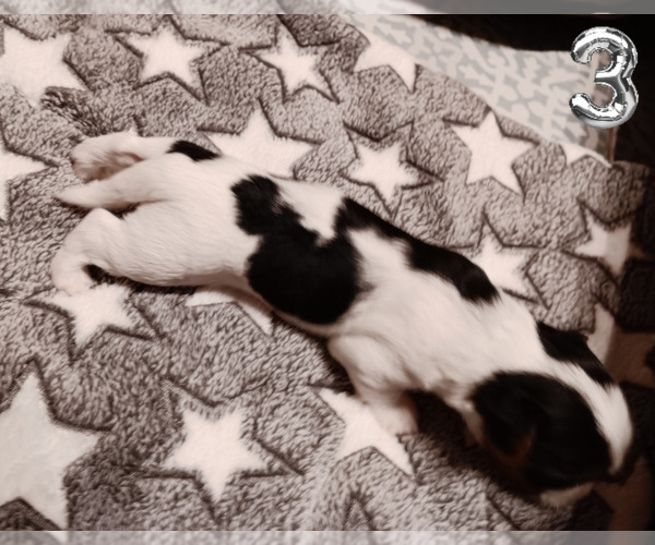 Medium Photo #11 Biewer Yorkie Puppy For Sale in GRANBURY, TX, USA