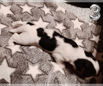 Small Photo #11 Biewer Yorkie Puppy For Sale in GRANBURY, TX, USA