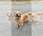 Small Photo #48 Golden Retriever Puppy For Sale in BYERS, CO, USA