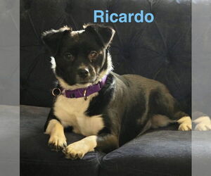 Mutt Dogs for adoption in Topeka, KS, USA