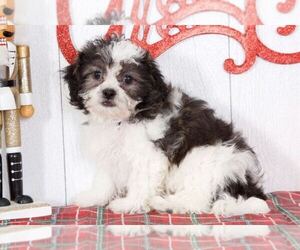 Zuchon Puppy for sale in BEL AIR, MD, USA