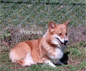 Mother of the Pembroke Welsh Corgi puppies born on 06/15/2023