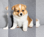 Image preview for Ad Listing. Nickname: Waffles