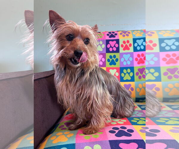 Medium Photo #1 Mutt Puppy For Sale in Pacolet, SC, USA