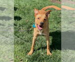 Small #3 Labrador Retriever Mix