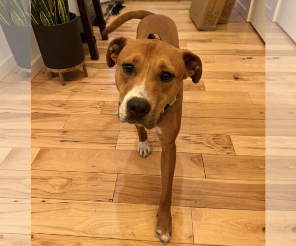 Medium Photo #3 Bulldog-Labrador Retriever Mix Puppy For Sale in Tarrytown, GA, USA