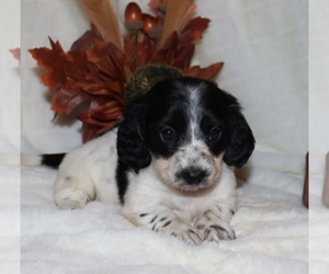 Dachshund Puppy for sale in LOVELY, KY, USA