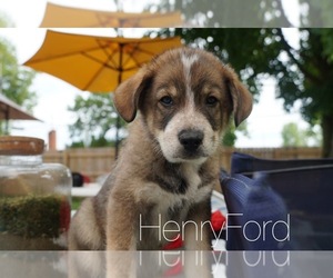 English Shepherd-German Shepherd Dog Mix Puppy for sale in COLUMBUS, OH, USA