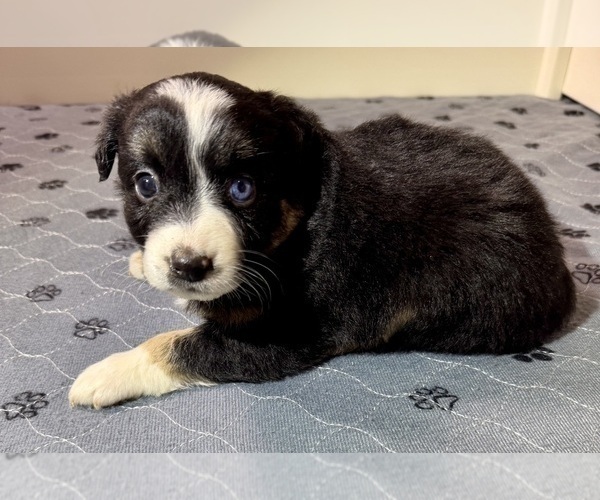 Medium Photo #17 Australian Shepherd Puppy For Sale in SALISBURY, NC, USA
