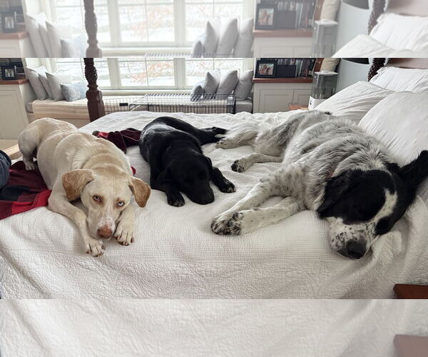 Medium Photo #7 Borador Puppy For Sale in Wakefield, RI, USA