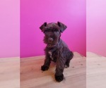 Small Photo #3 Schnauzer (Miniature) Puppy For Sale in ROGERS, AR, USA