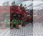 Image preview for Ad Listing. Nickname: Dexter