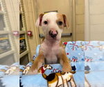 Small #8 Mutt