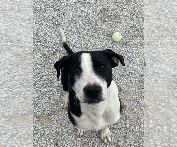 Medium Photo #5 Mutt Puppy For Sale in Bolivar, MO, USA