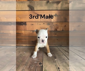 Boston Terrier Puppy for sale in EWING, KY, USA