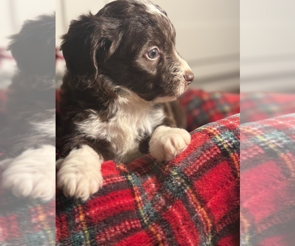 Medium Photo #27 Aussiedoodle Miniature  Puppy For Sale in MENIFEE, CA, USA