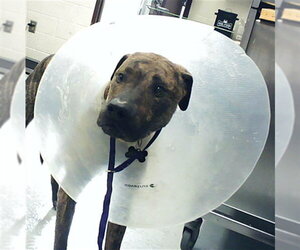 Mutt Dogs for adoption in Fayetteville, NC, USA