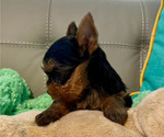 Small Photo #3 Yorkshire Terrier Puppy For Sale in MADEIRA BEACH, FL, USA