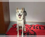 Small #1 German Shepherd Dog-Siberian Husky Mix