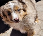 Small Photo #4 Miniature Australian Shepherd Puppy For Sale in MOUNT SHASTA, CA, USA