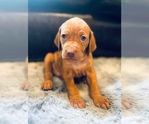 Vizsla Puppy for Sale in BOISE, Idaho USA