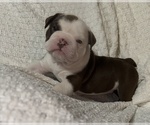 Puppy Meatloaf Bulldog