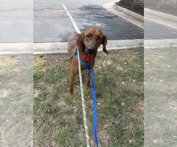 Medium Photo #2 Redbone Coonhound Puppy For Sale in Silver Spring, MD, USA