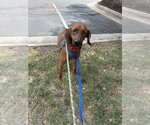 Small #1 Redbone Coonhound
