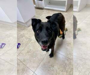 Apple - Female Labrador Retriever-Unknown Mix Dog for Adoption - Photo #7