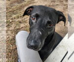 Small #1 Labrador Retriever