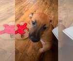 Small #5 American Pit Bull Terrier Mix