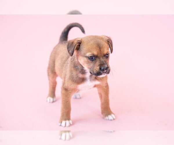 Medium Photo #6 American Staffordshire Terrier-German Shepherd Dog Mix Puppy For Sale in Lake Forest, CA, USA