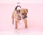 Small #5 American Staffordshire Terrier-German Shepherd Dog Mix