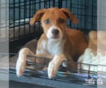 Small #3 Retriever  Mix