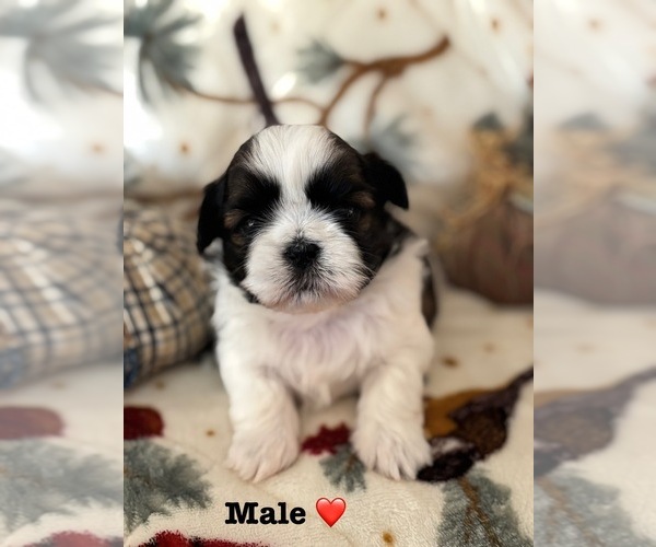 Medium Photo #5 Shih Tzu Puppy For Sale in OUTLOOK, WA, USA