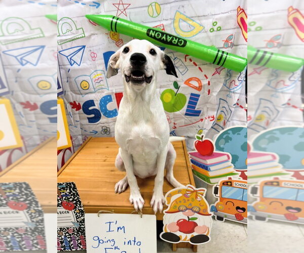 Medium Photo #7 Labmatian Puppy For Sale in Bryant, AR, USA