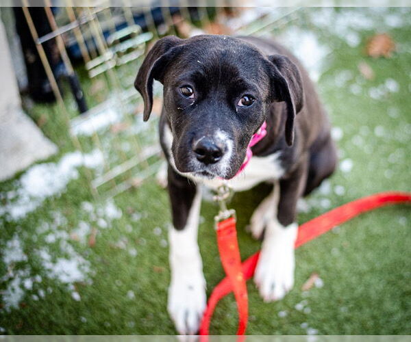 Medium Photo #1 Labrador Retriever-Unknown Mix Puppy For Sale in Dedham, MA, USA