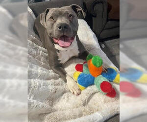 Blue - Male Mutt Dog for Adoption - Photo #3