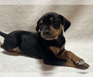 Chiweenie Puppy for Sale in ELBERFELD, Indiana USA