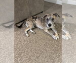Small Photo #4 Australian Shepherd-Catahoula Leopard Dog Mix Puppy For Sale in Aurora, IN, USA