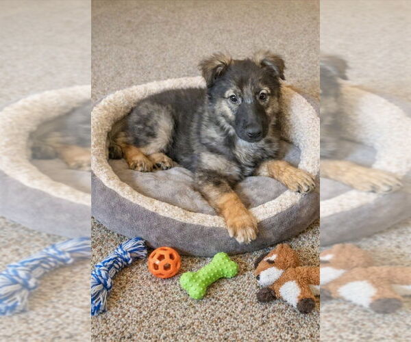 Medium Photo #6 Mutt Puppy For Sale in San Diego, CA, USA