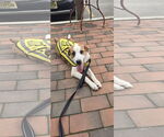 Small #3 Great Pyrenees Mix
