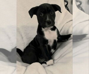 Mutt Dogs for adoption in House Springs, MO, USA