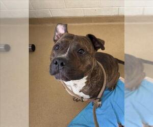 American Pit Bull Terrier-Unknown Mix Dogs for adoption in Derwood, MD, USA