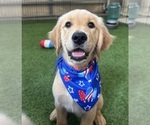 Puppy Mr orange Theo Golden Retriever